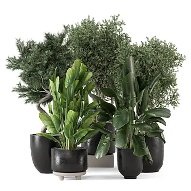 Indoor Plants in Black Pot_Set 2948