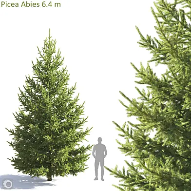 Picea Abies 6.4m