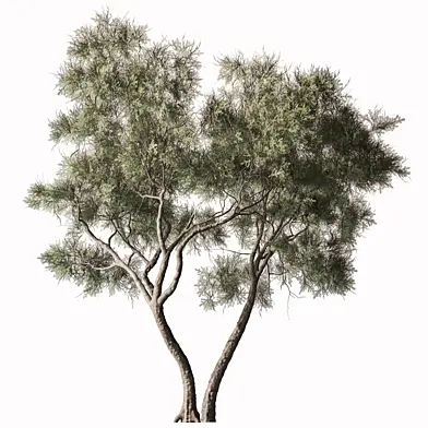 Tamarix Tetrandra Pine-C - Tree 405