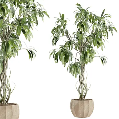 set49 indoor plant