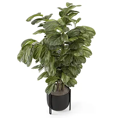 Indoor Plant in Black Minimal Pot 2974