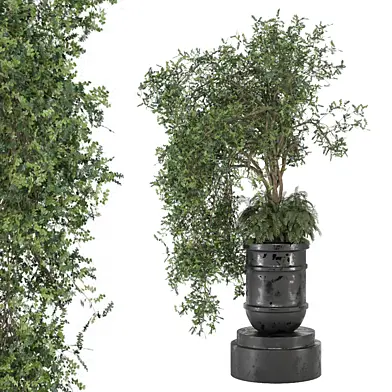 indoor Plants Collection 1745
