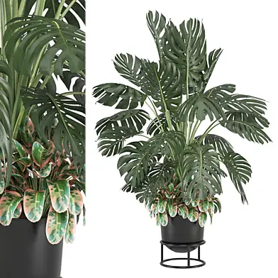Indoor Plants Collection 1747