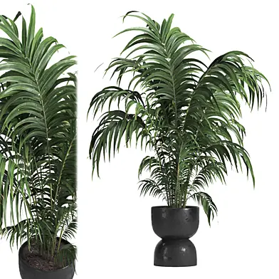 Indoor plant 013