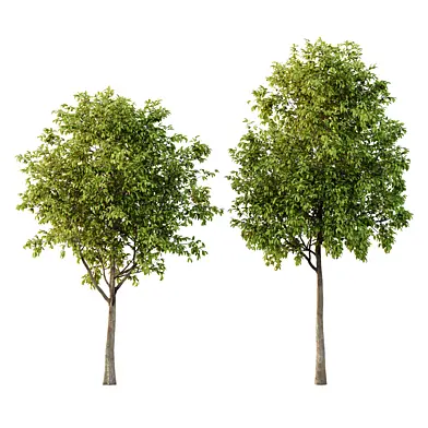 Prunus pseudocerasus Fruit Tree 02