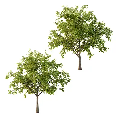 Prunus pseudocerasus Fruit Tree 03