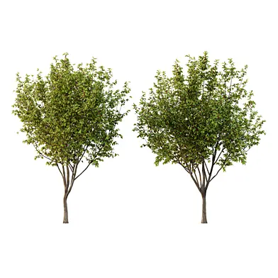 Prunus pseudocerasus Fruit Tree 05