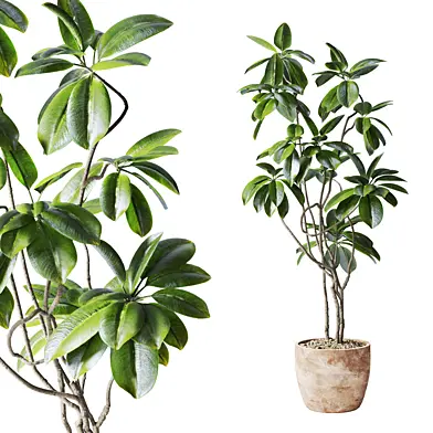 ficus tree in planter