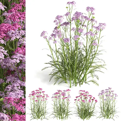 common yarrow02