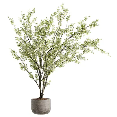 Indoor Bonsai Plants 91