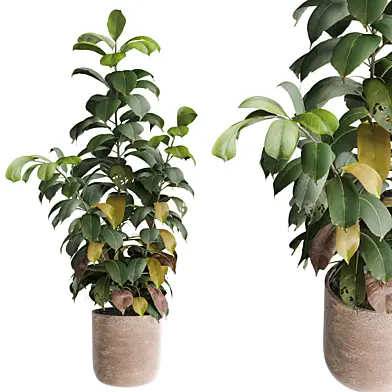 indoor Plant 615