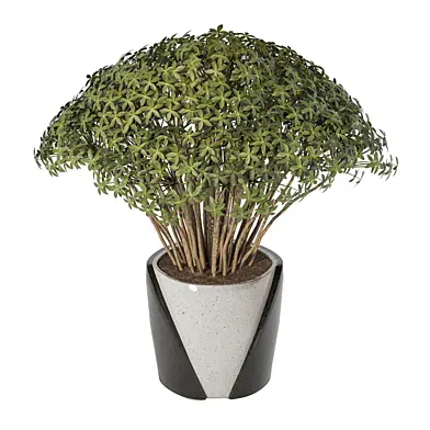 Indoor Plant in Pot 160
