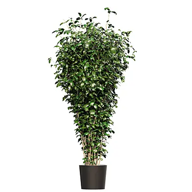 Tree Ficus