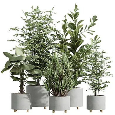 AV Indoor Plants Set 247 Ficus Indian and Hazel Erle and Yucca Elephantipes and Fan Palm