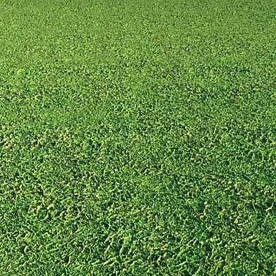 Grass texture seamless pbr 130 4k