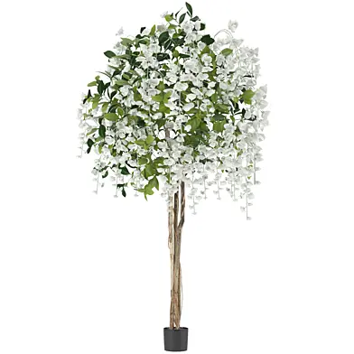 Flowering Potted Wisteria Tree Tall White