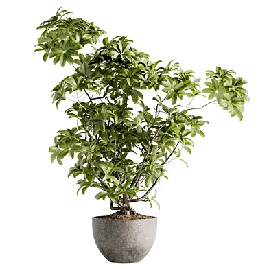 Indoor Bonsai Plants 97