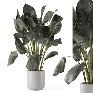 Indoor Big Leaf Plant in Gray Pot_Set 3036