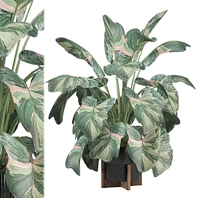 Indoor Plants Collection 1789