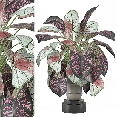 Indoor Plants Collection 1791