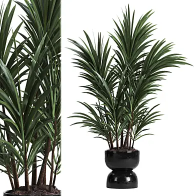 indoor plant 019