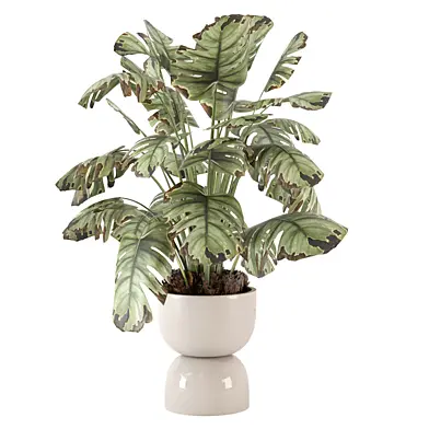 Indoor Plant in Handmade Stone Pot_Set 3061