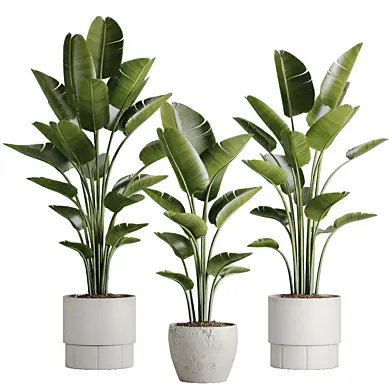 Indoor Plant Set 96