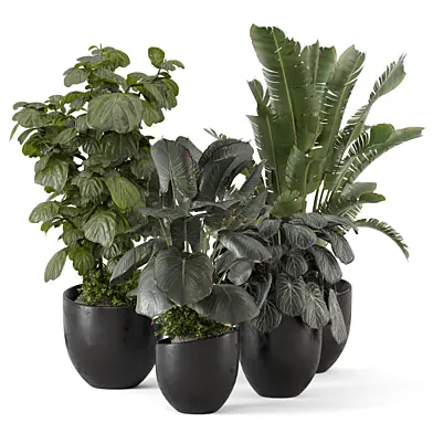 Indoor Plants in rusty Concrete Pot 3065