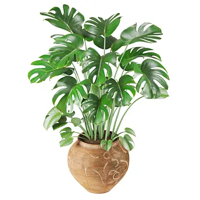 Monstera in Vintage Handmade Carved Pot
