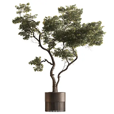 Indoor Plant 908 - Miniature Boxwood