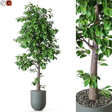 Plant: 1202
