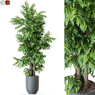 Plant: 1206
