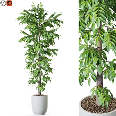 Plant: 1208