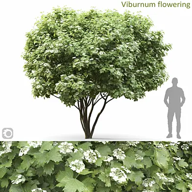 Viburnum flowering
