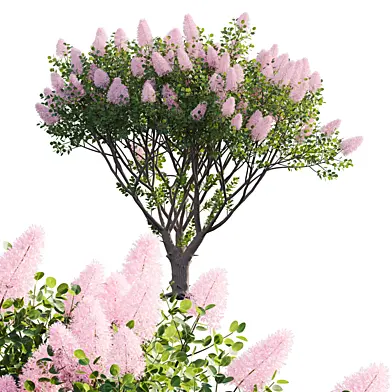 Cotinus coggygria - Smokebush 01
