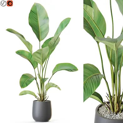 Plant: 1209