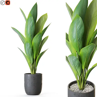 Plant: 1215
