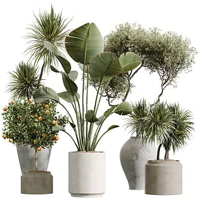 AV Indoor plants set 209 Mission Olive and Banana Strelitzia Nicolai and Yucca Aloifolia Rostrata and Citrus Fruit Orange