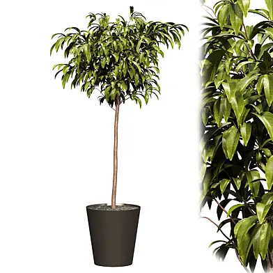 Bushes tree