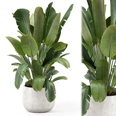 Indoor Plant in Handmade Stone Pot_Set 3100