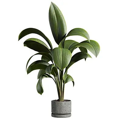Plants Set 143
