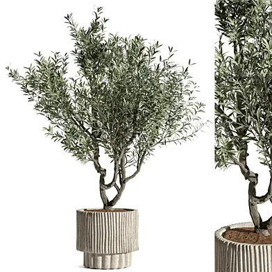 Indoor Plant Set 163 - Olive tree