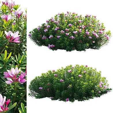 Daphne arbuscula - Shrubby daphne 02