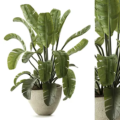 Banana Palm Tree Houseplant Set 165