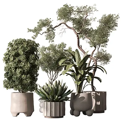 Indoor Plant 920 - Tree and Bush