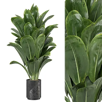 indoor Plants Collection 1846