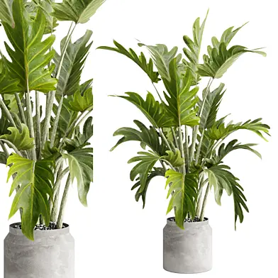plant in a concrete pot - Indoor Plant 663