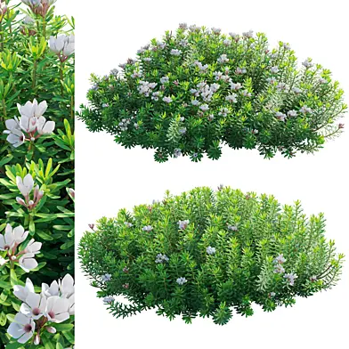 Daphne x transatlantica Blafra - Eternal Fragrance 02