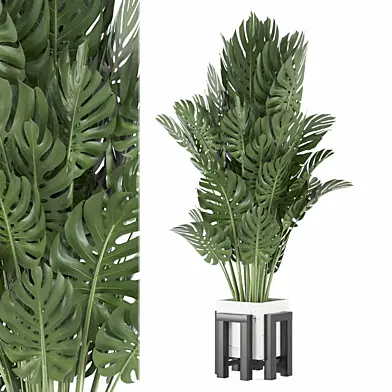 indoor Plants Collection 1857