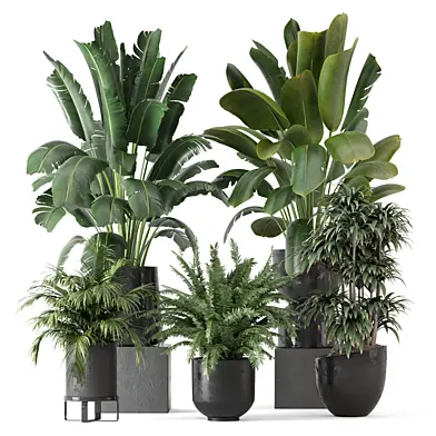 Indoor Plant in Black Minimal Pot 3172